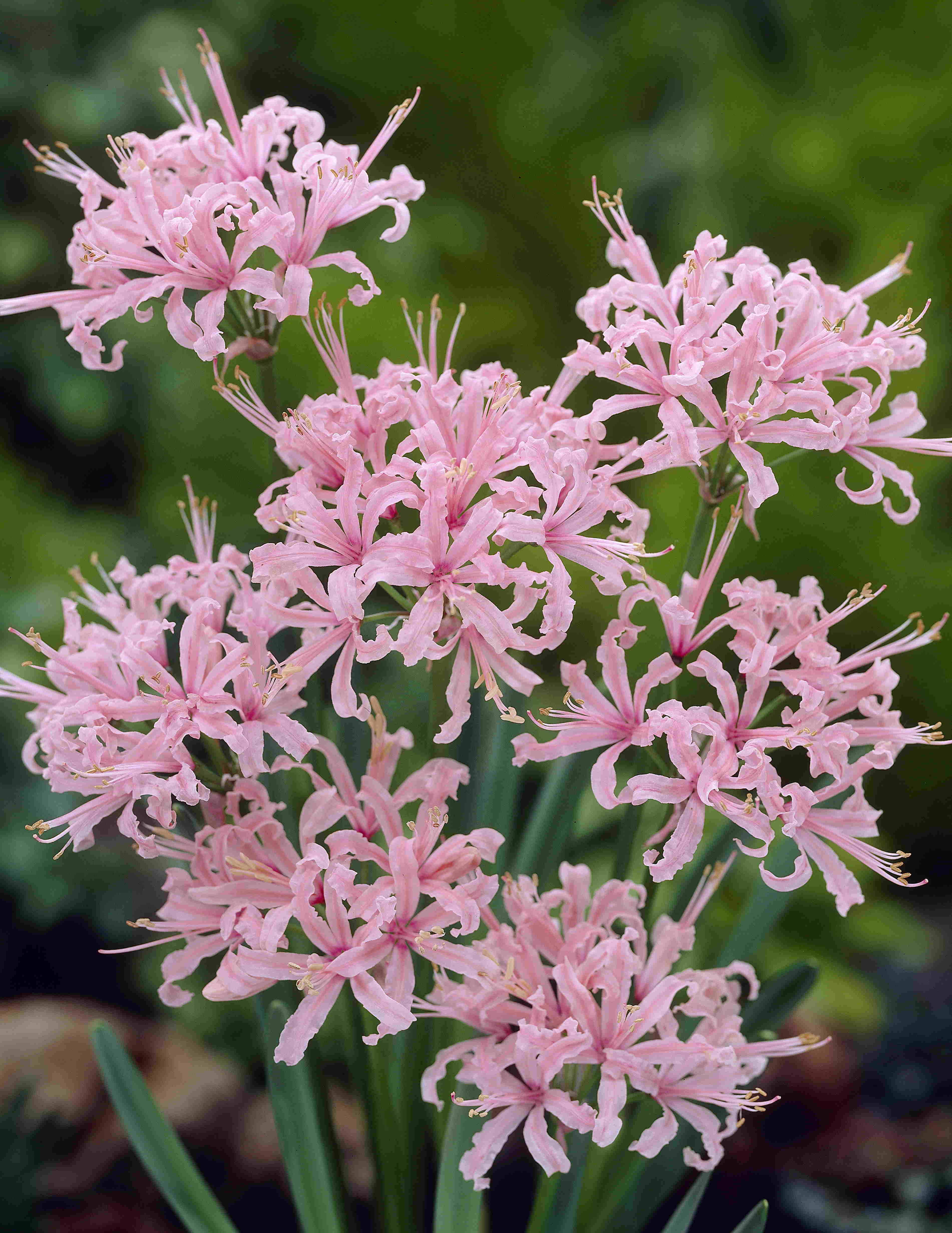 Nerine